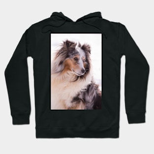 Shetland Sheepdog Portrait Hoodie